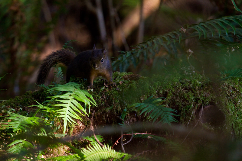 Douglas Squirrel